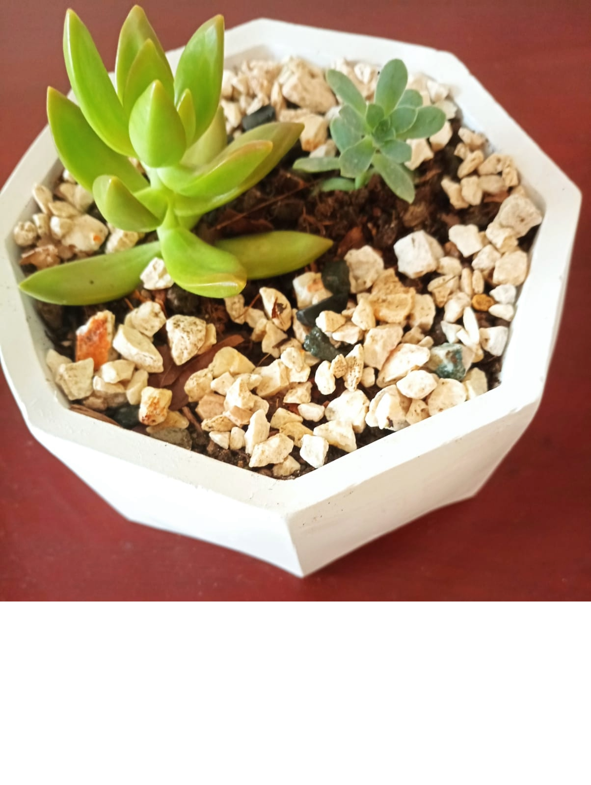 decoración y accesorios - Preciosas suculentas en delicados tarros. 1