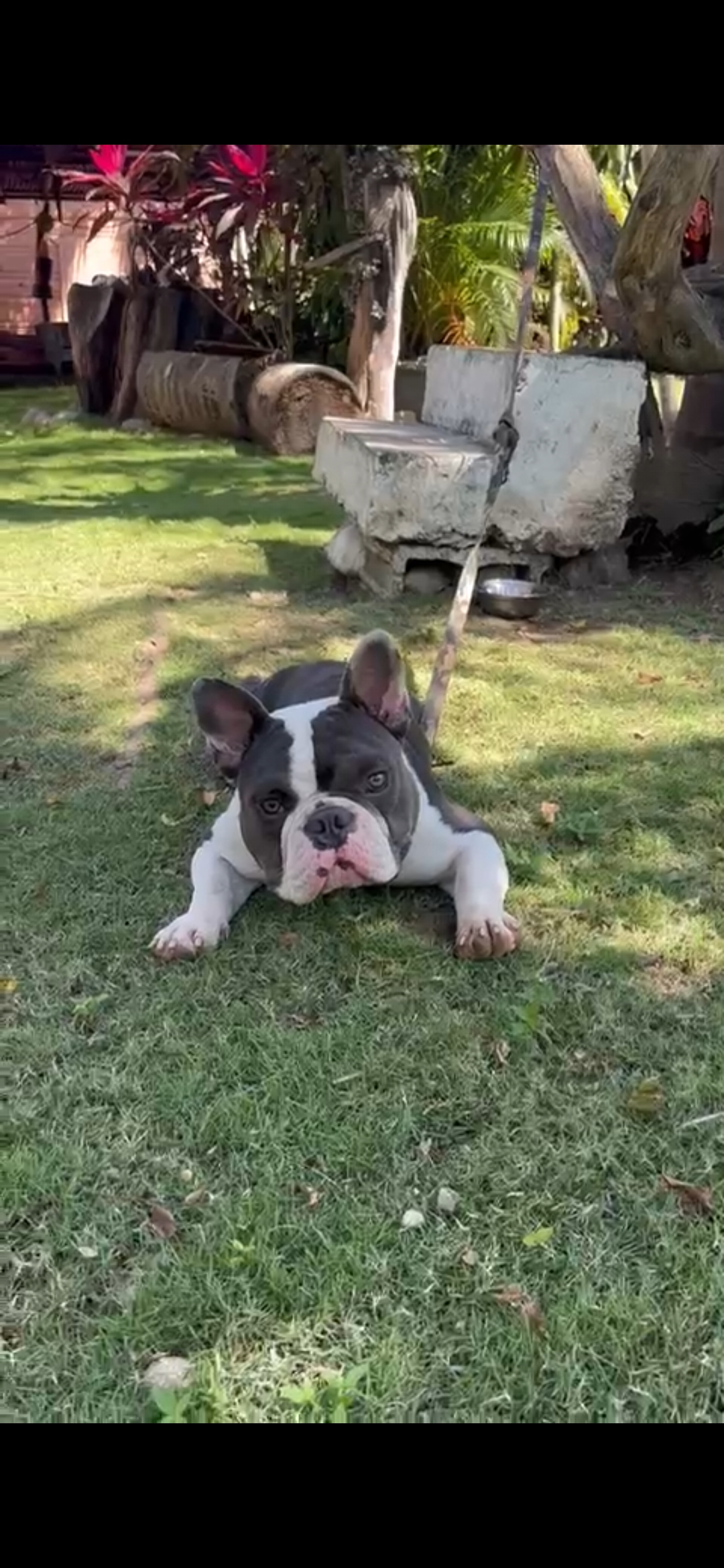 animales y mascotas - American bully Mezclado 2