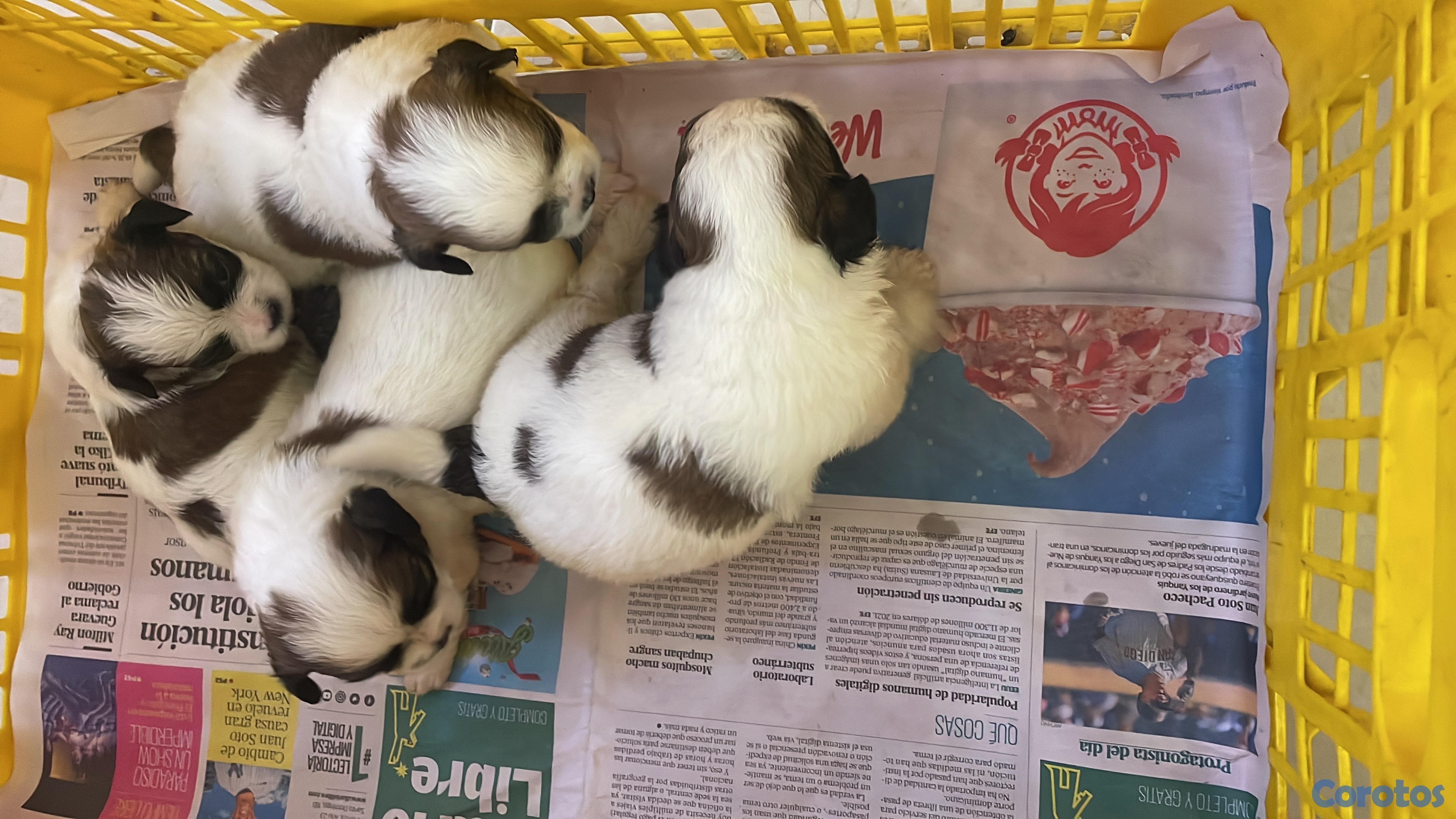 Artículos Deportivos - shipoo 1