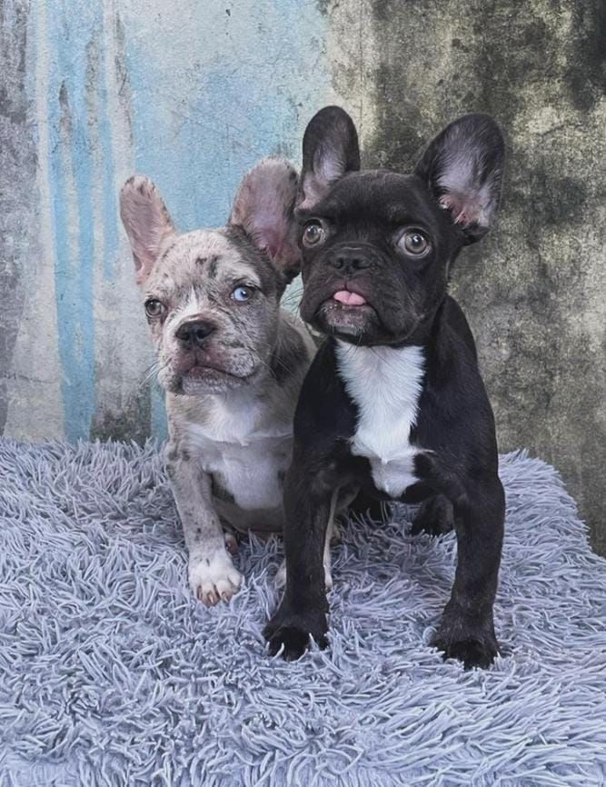 animales y mascotas - OFERTA CACHORRO BULLDOG FRANCES AMBOS SEXO EN SANT