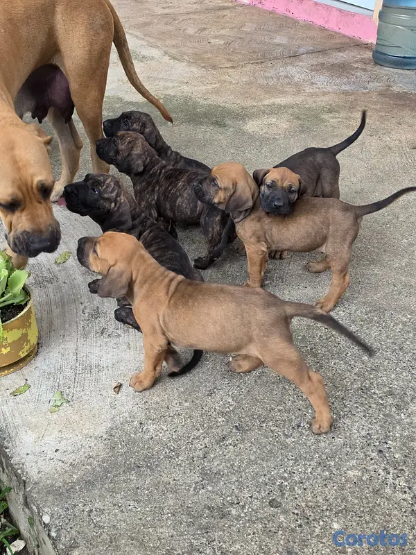 animales y mascotas - Fila brasileño  10