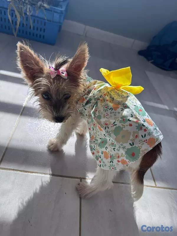 animales y mascotas - Yorkie biewer hembra  4