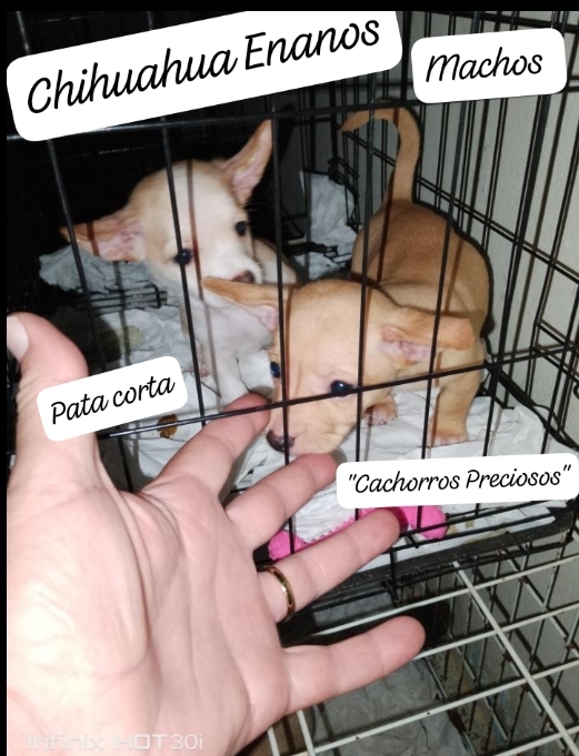 animales y mascotas - Chihuahua Enano #0/#1