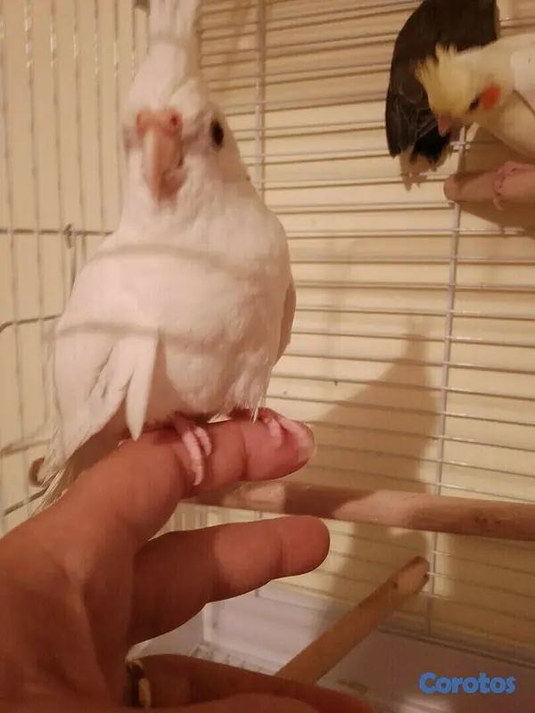 animales y mascotas - Aves papilleras, mansa joven y adultas y acesorios  3