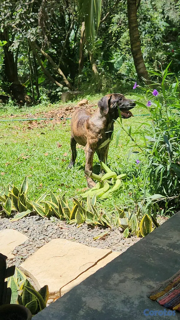 animales y mascotas - CACHORROS FILA BRASILEÑO 3