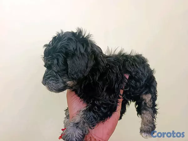 animales y mascotas - poodles macho  5