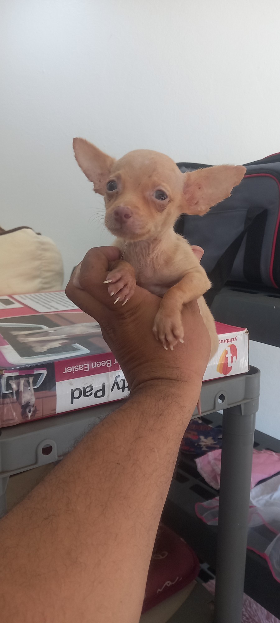 animales y mascotas - Chihuahua número 1, 5 meses, 2 vacunas sextuple, macho.