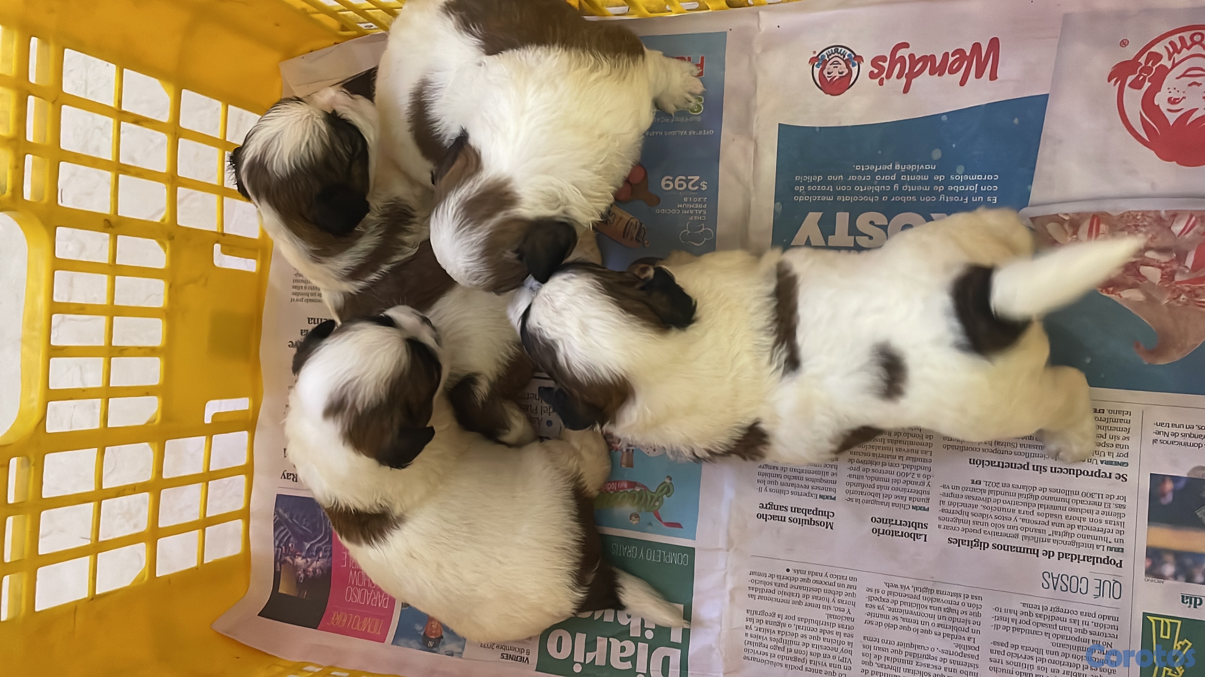 Artículos Deportivos - shipoo 3