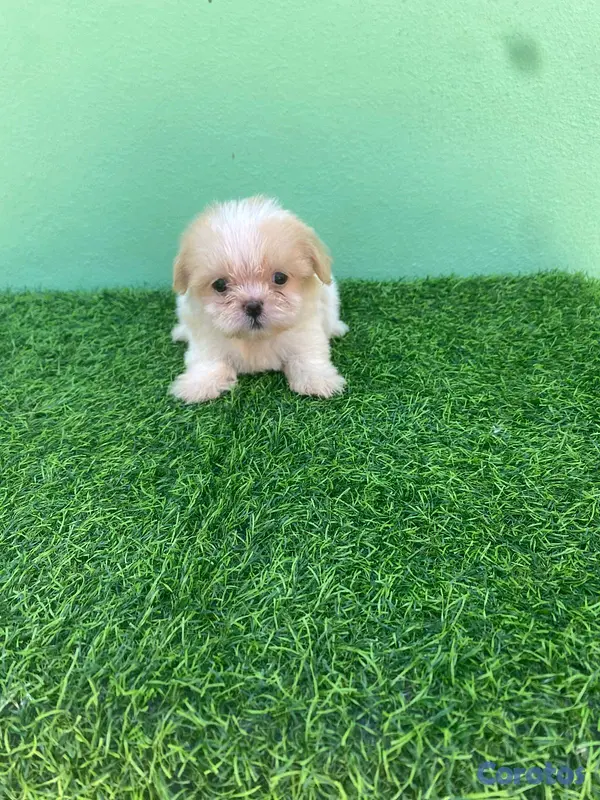 animales y mascotas - hermosos cachorritos shipoo toy  4