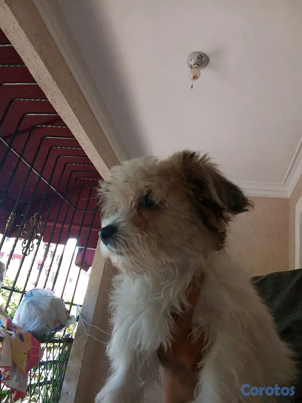 animales y mascotas - shipoo hembra 2