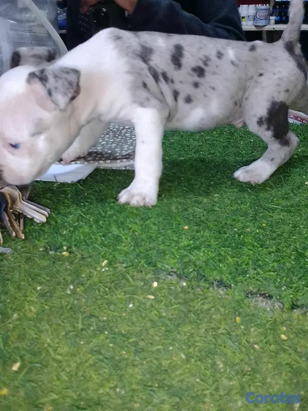 animales y mascotas - pitbull merle  2