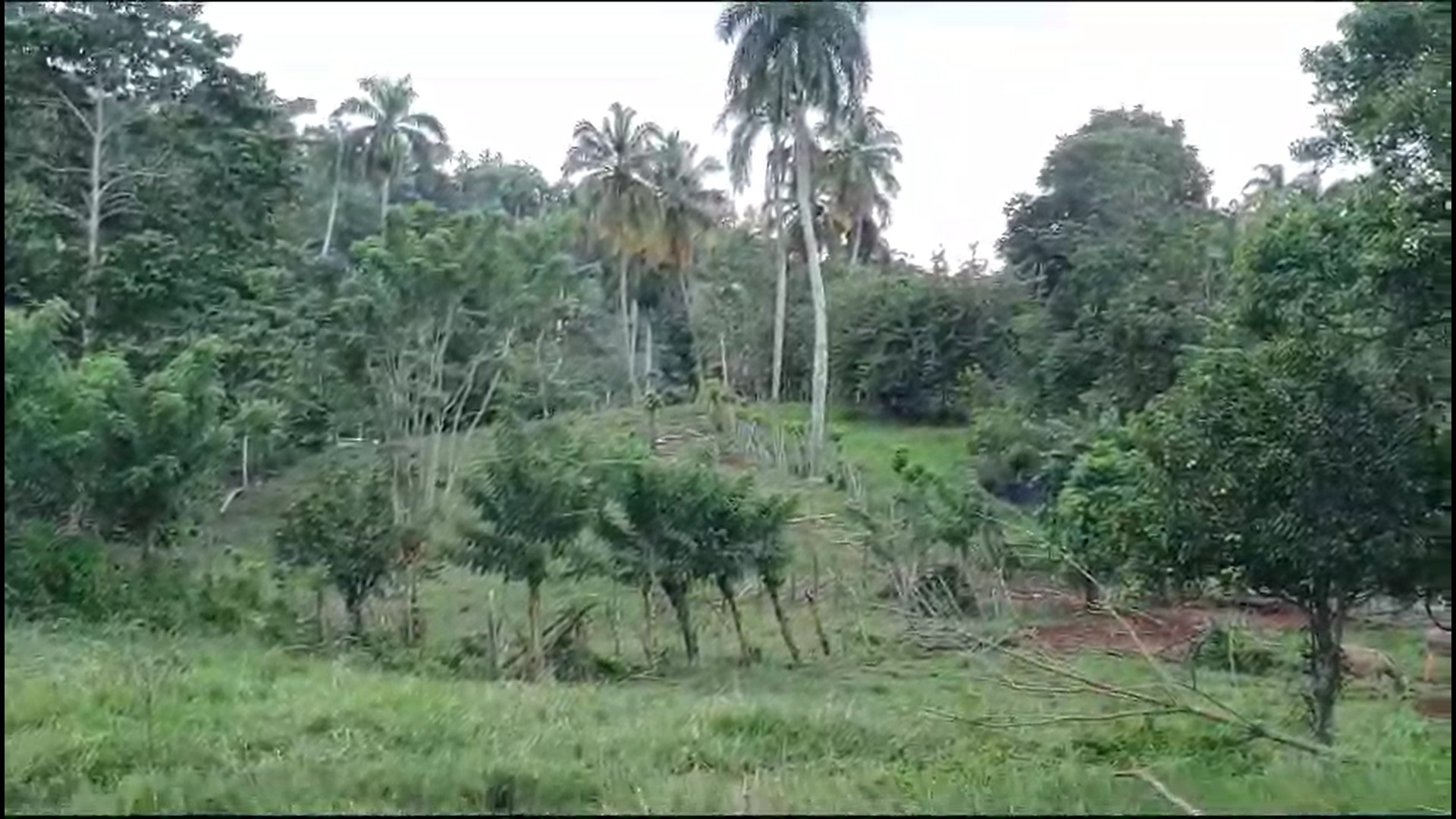 solares y terrenos - 152 tareas de tierra en Cabrera, Maria Trinidad Sanchez, Republica Dominicana. 1