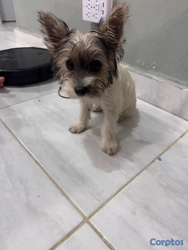 animales y mascotas - Oferta cachorro Yorkie biewer 4