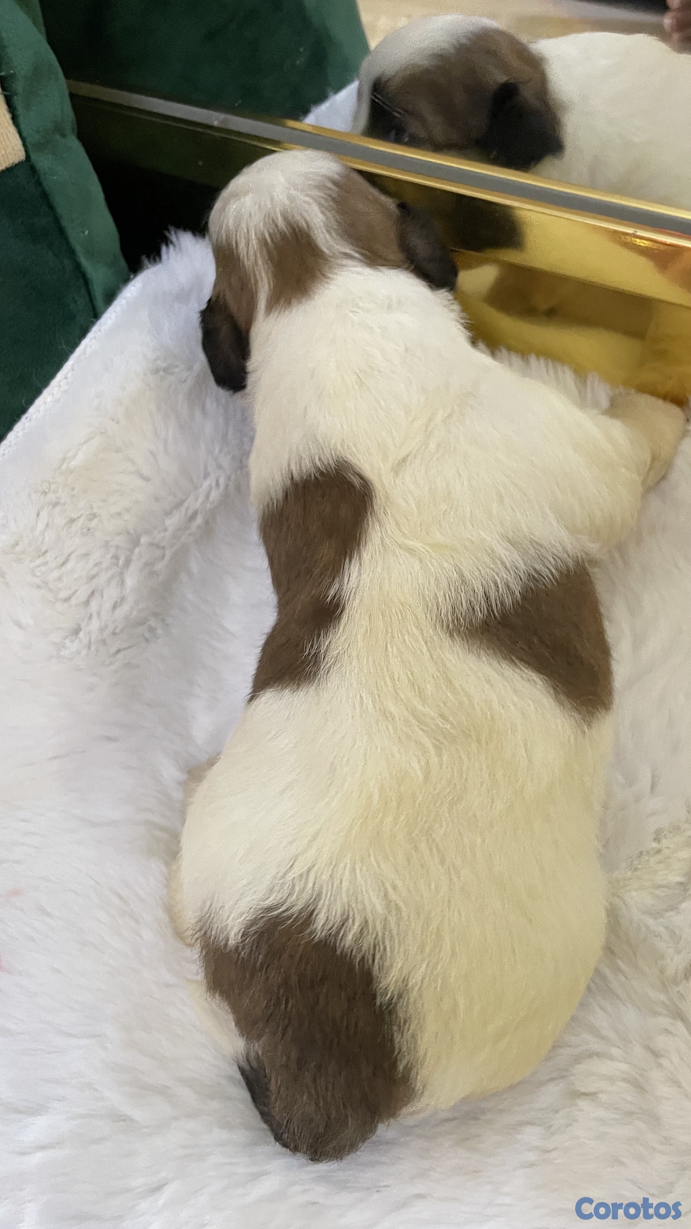 Artículos Deportivos - shipoo 4