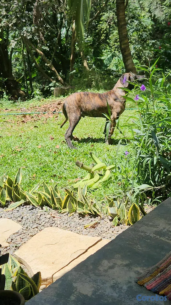 animales y mascotas - CACHORROS FILA BRASILEÑO 6