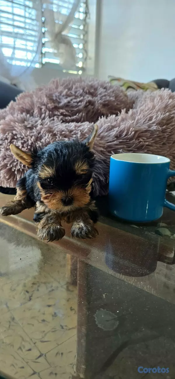 herramientas, jardines y exterior - Accesorios yorkies Hembra  2