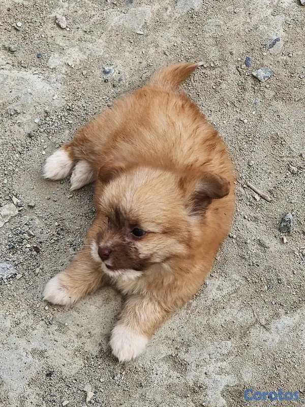 animales y mascotas - Maltipoo realista  3