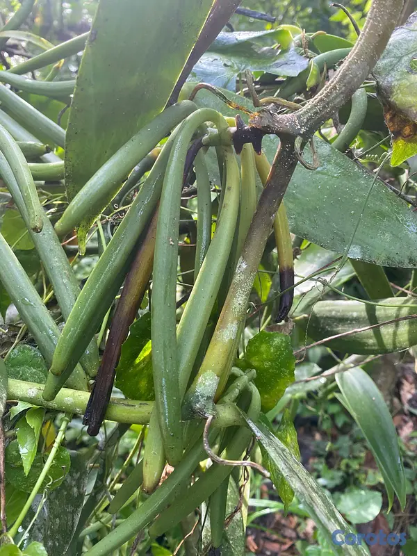 solares y terrenos - Finca de CACAO en El Valle de HATO MAYOR, 112 tare 8