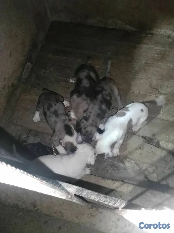animales y mascotas - pitbull merle  3