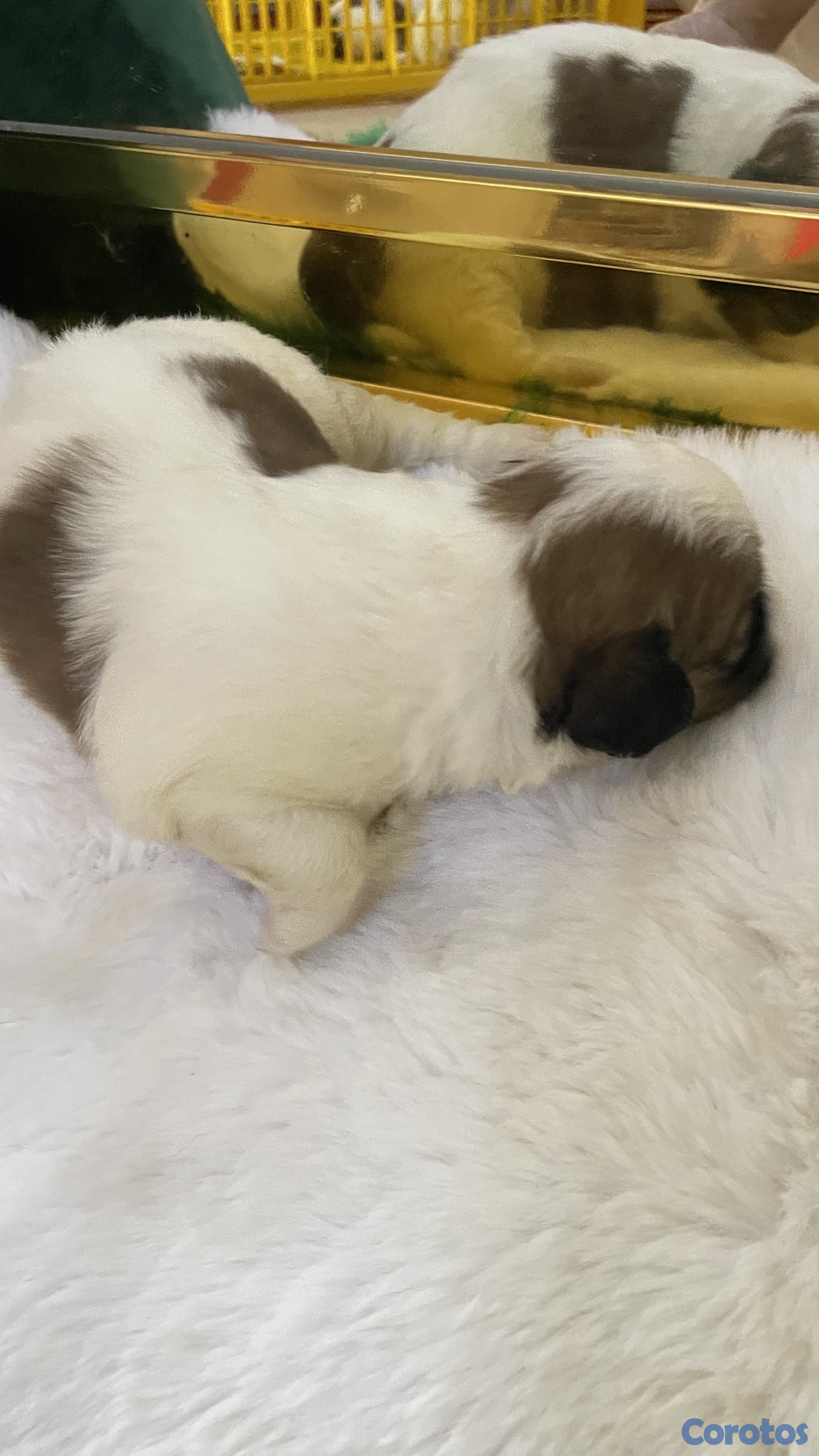 Artículos Deportivos - shipoo 5