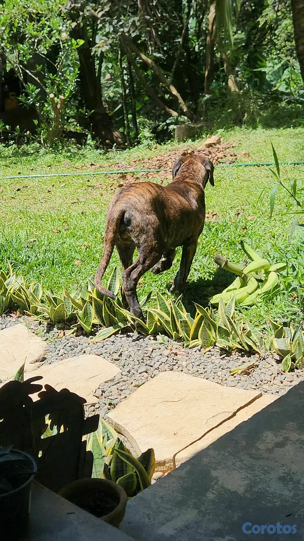 animales y mascotas - CACHORROS FILA BRASILEÑO 7