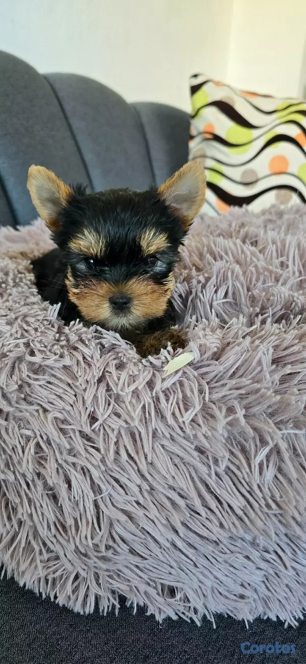 herramientas, jardines y exterior - Accesorios yorkies Hembra  3