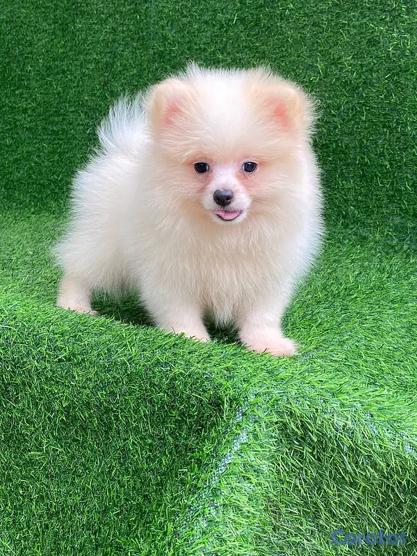 animales y mascotas - hermosos cachorritos  pomerania mini  6