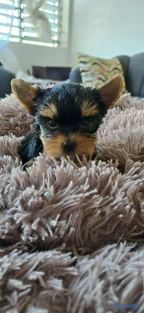 herramientas, jardines y exterior - Accesorios yorkies Hembra  7