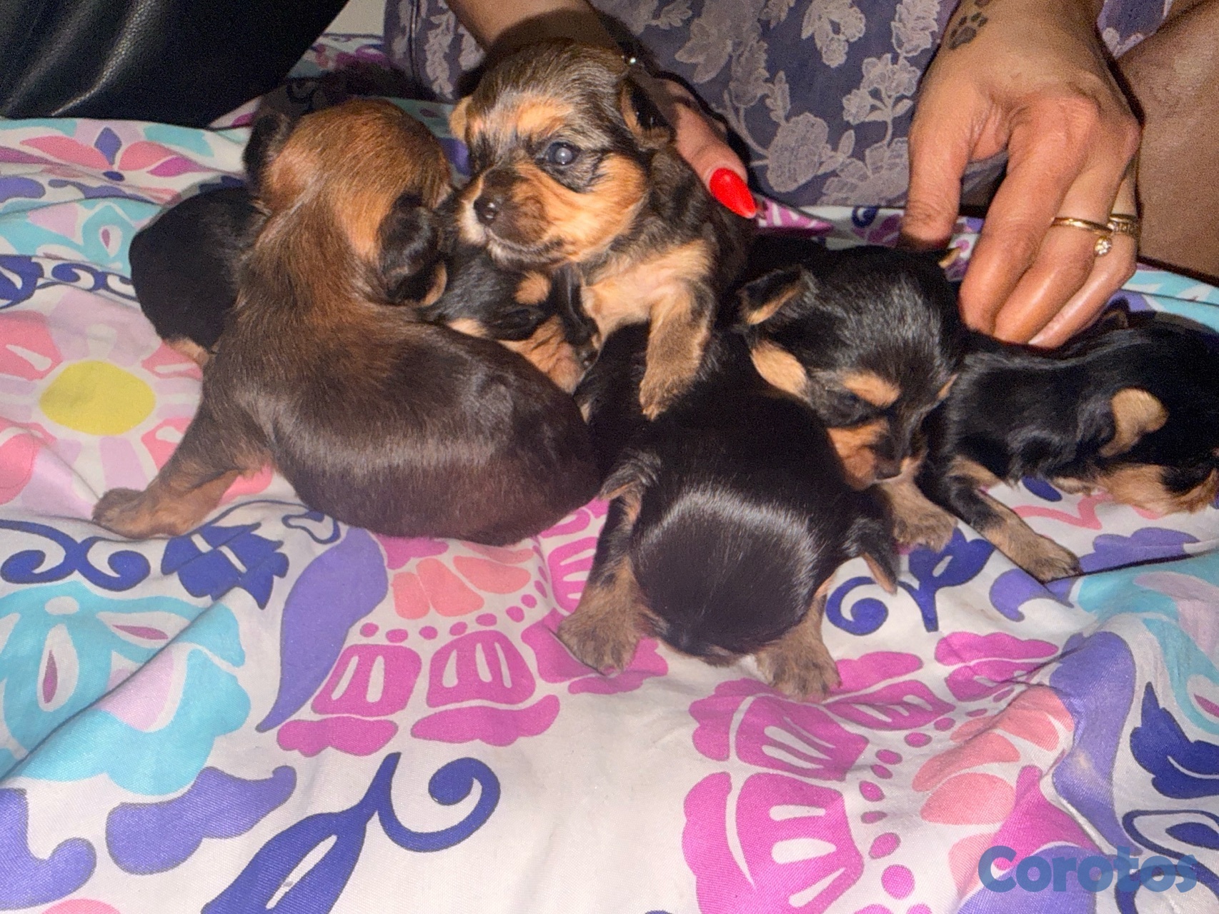 animales y mascotas - Yorkshire terrier  7