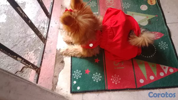 animales y mascotas - mini pomerania  2