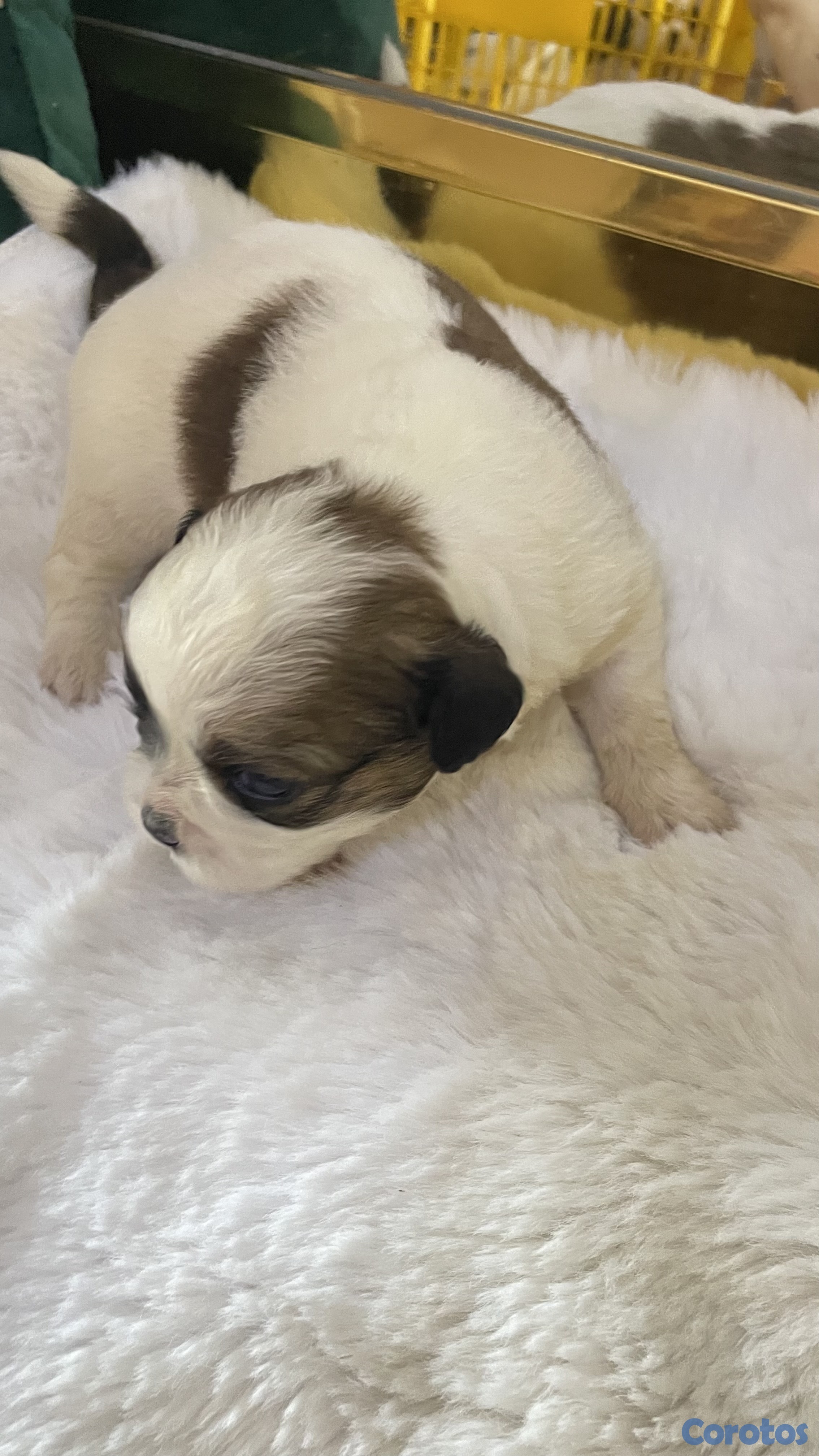 Artículos Deportivos - shipoo 6