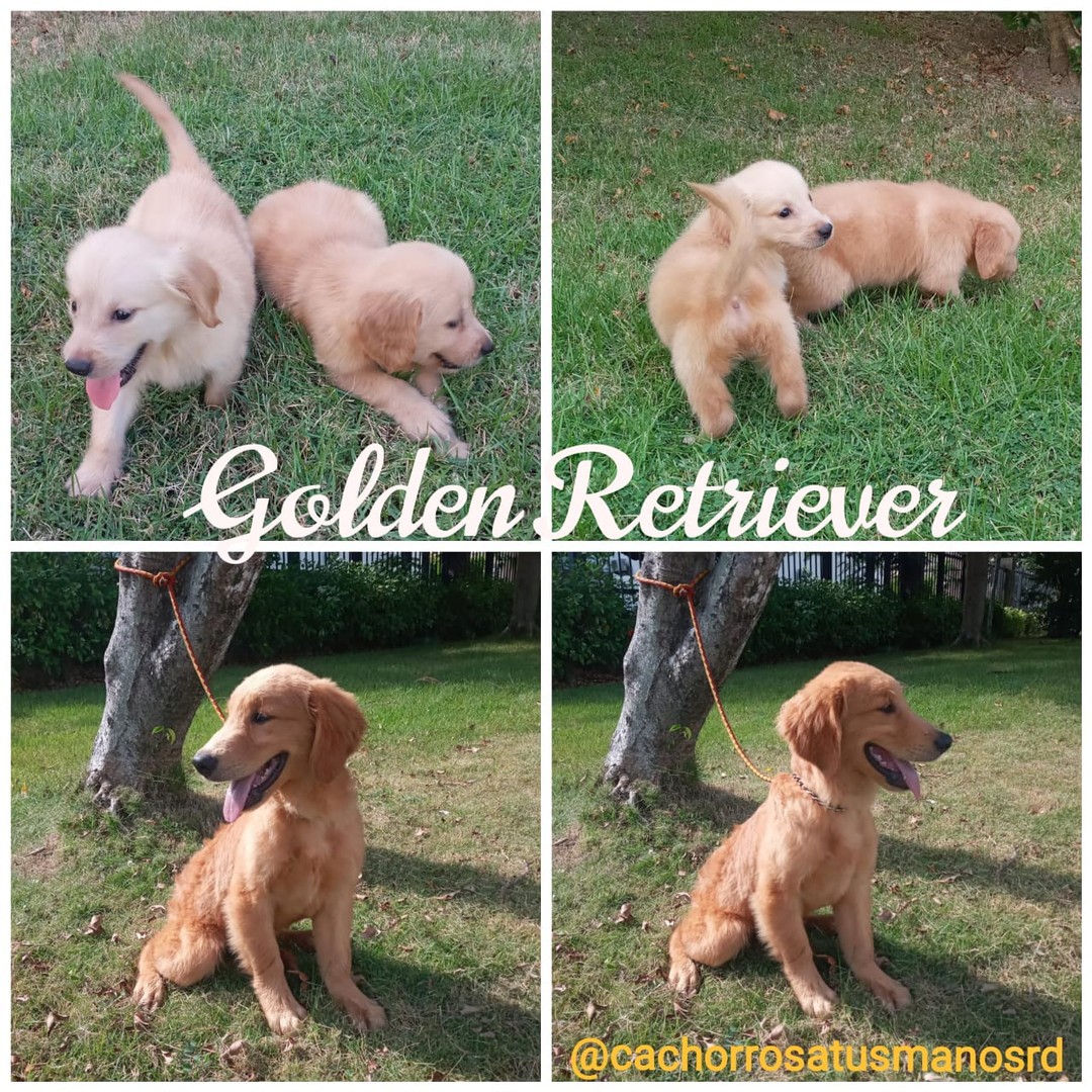 animales y mascotas - Cachorros Golden retriever premium de exhibición