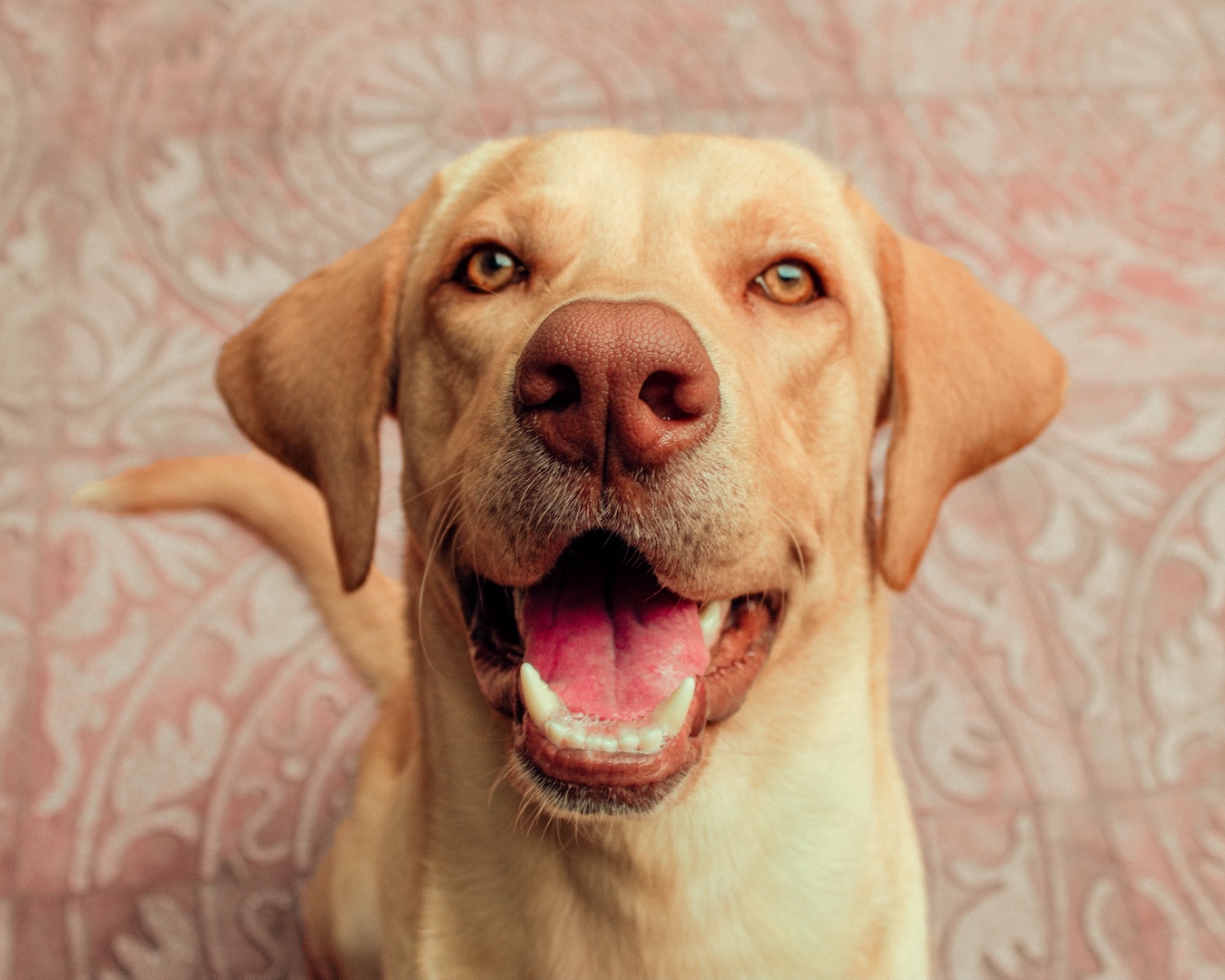 animales y mascotas - Labrador Retriever busca novia