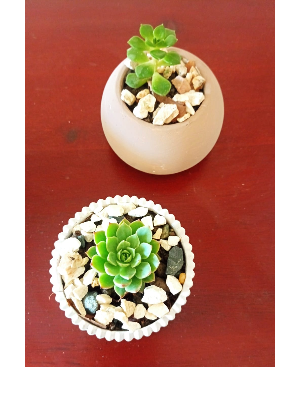 decoración y accesorios - Preciosas suculentas en delicados tarros. 6