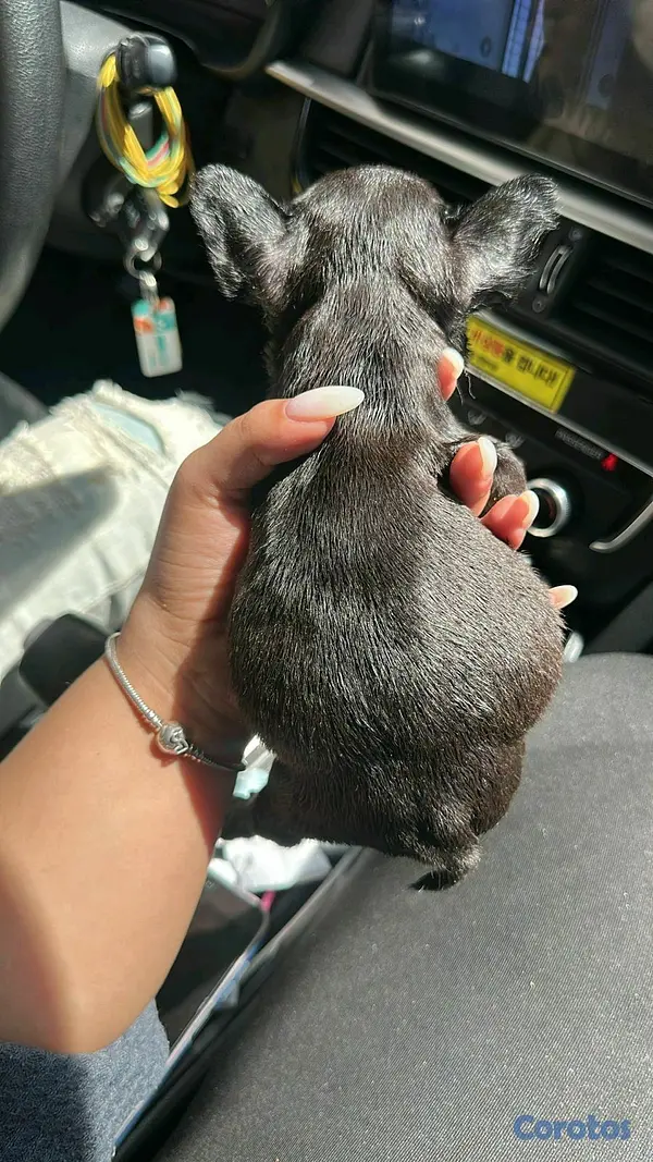 animales y mascotas - Vendo cachorro de Bulldog francés hembra  2