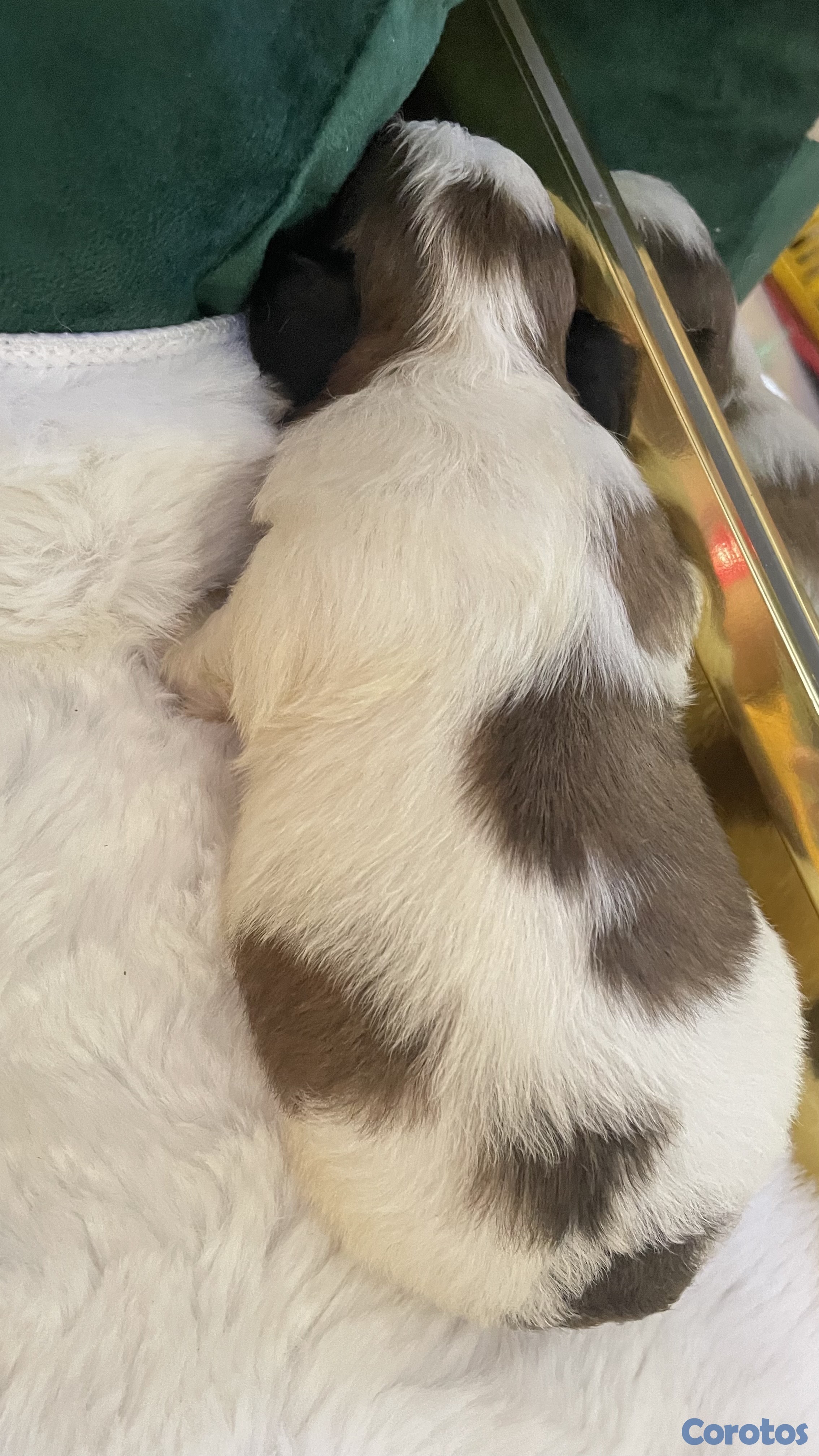 Artículos Deportivos - shipoo 7