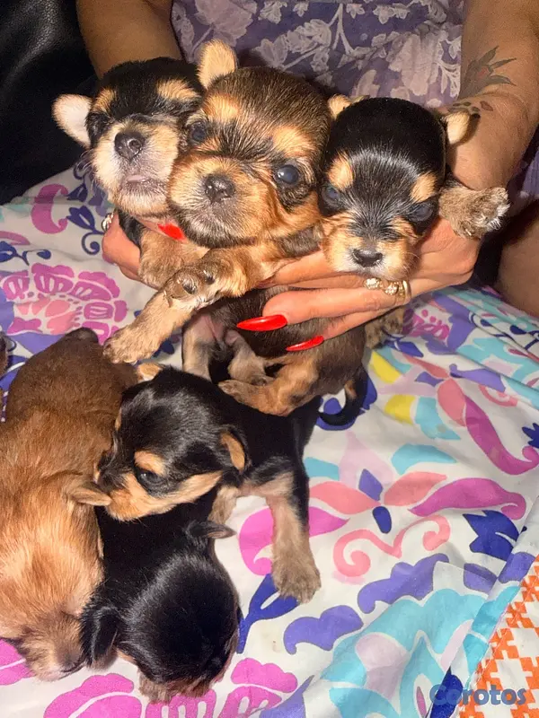 animales y mascotas - Yorkshire terrier  5