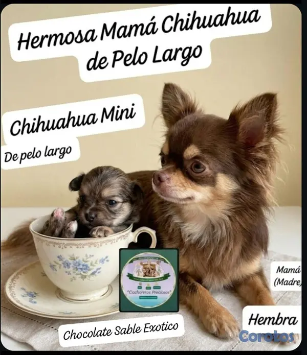 animales y mascotas - Chihuahua Mini de pelo largo  3