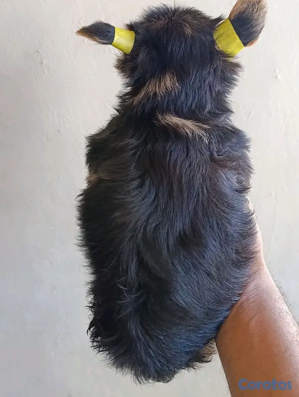 animales y mascotas - Cachorrito Yorkie Macho.  2