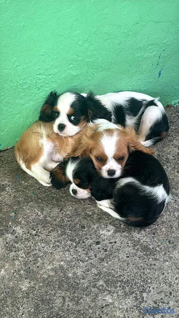 animales y mascotas - hermosos cachorritos de king cavalier  6