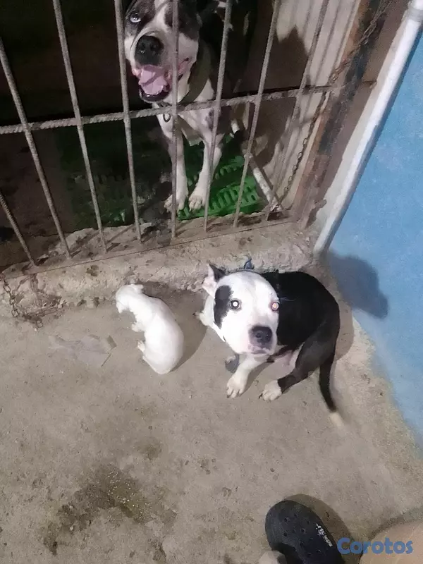 animales y mascotas - pitbull merle  6