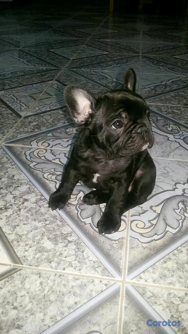 animales y mascotas - Vendo cachorro de Bulldog francés hembra  3
