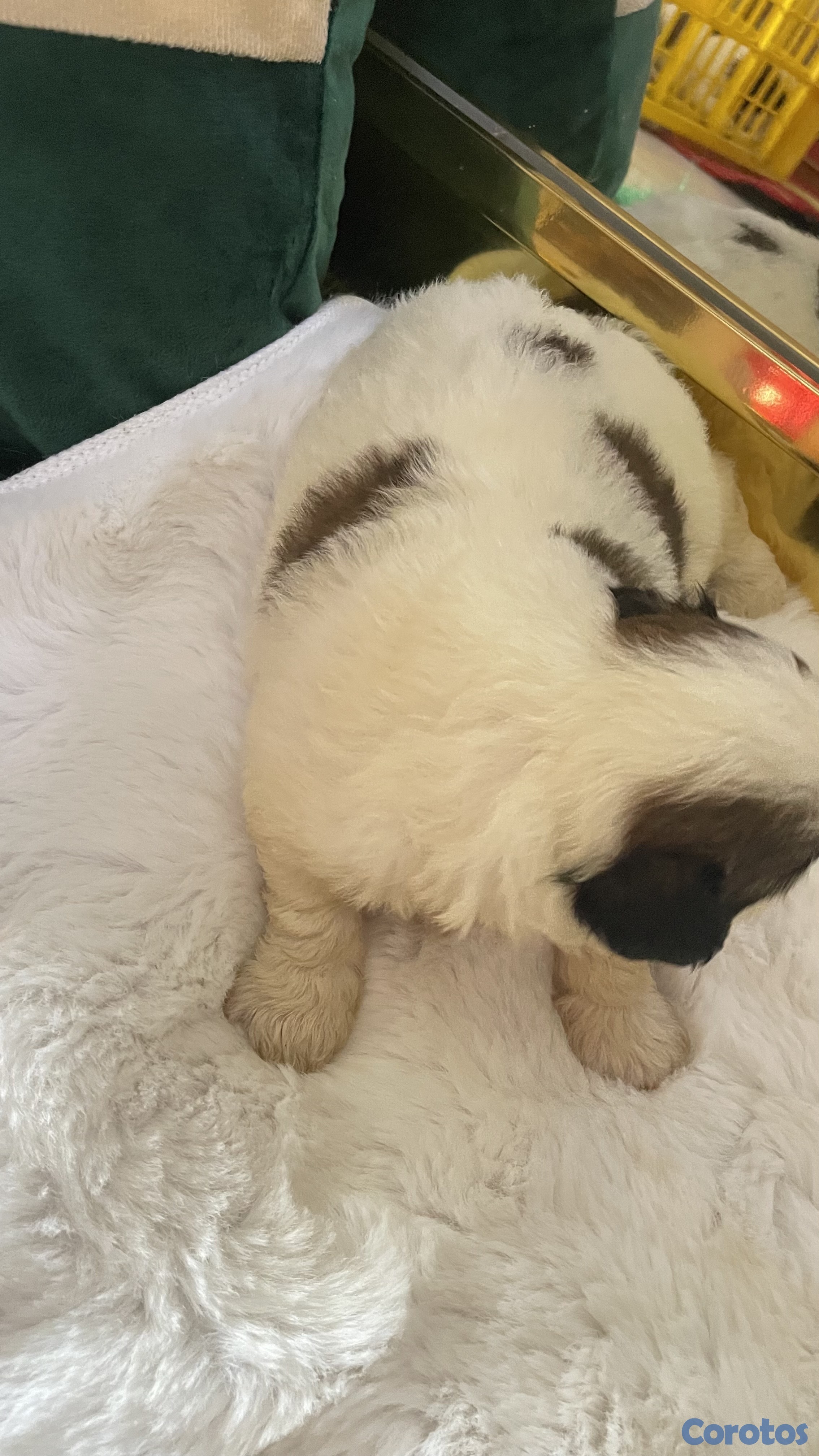 Artículos Deportivos - shipoo 8