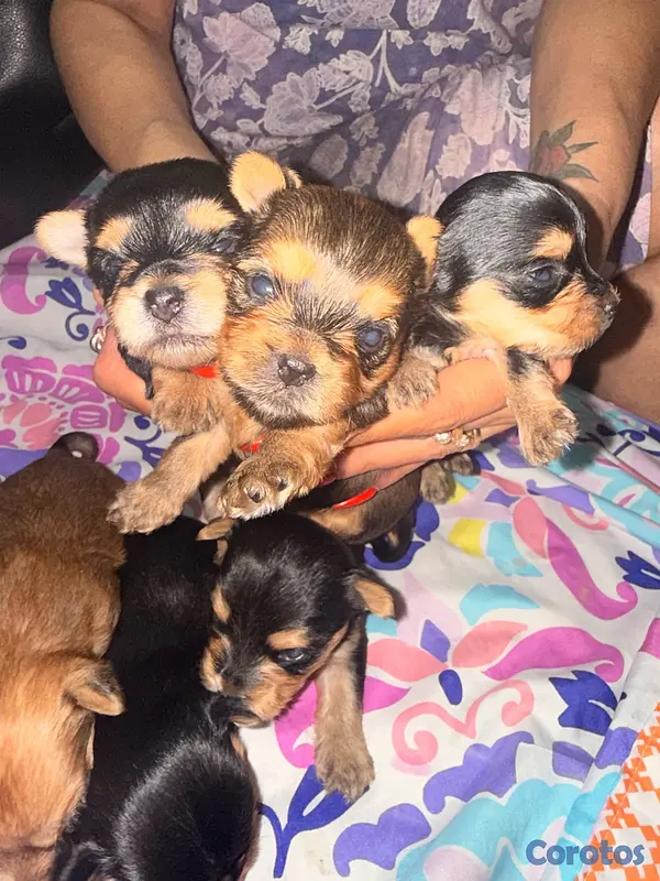 animales y mascotas - Yorkshire terrier  6