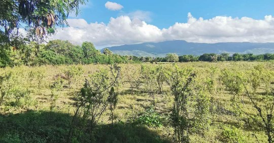 solares y terrenos - Vendo terreno 22 tareas  en villa Gonzales santiago