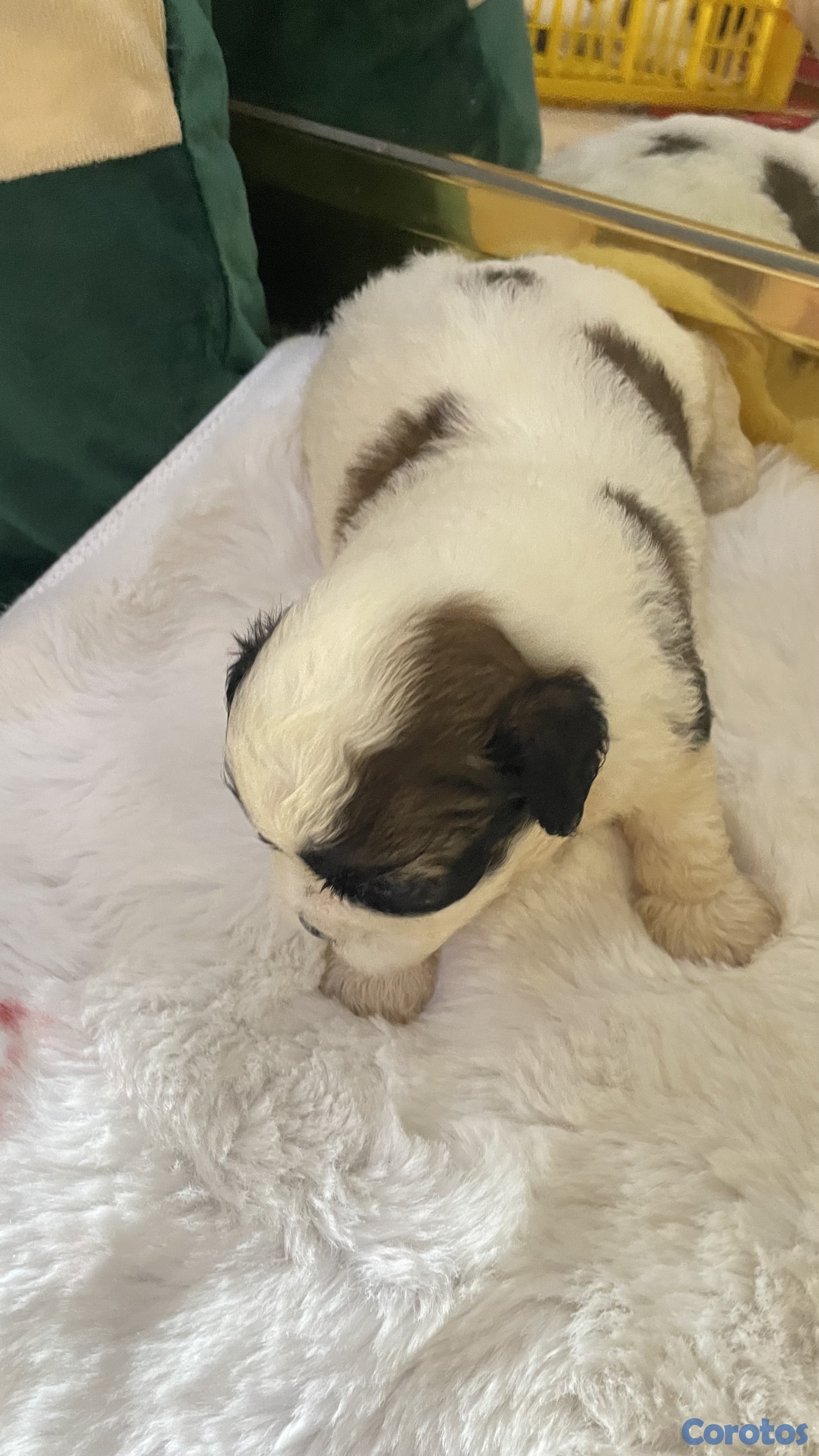 Artículos Deportivos - shipoo 10