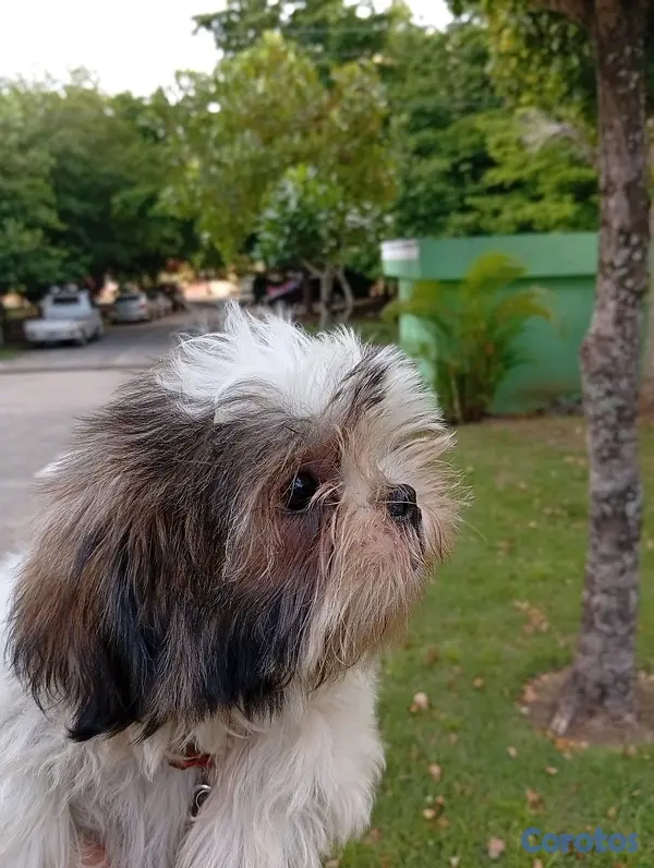 animales y mascotas - HERMOSO SHIHTZU MACHO 💙  4