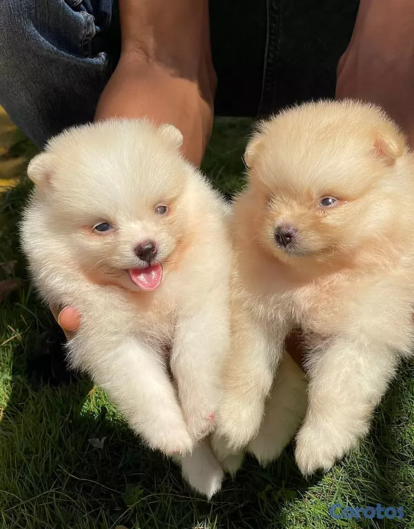 animales y mascotas - Pomerania  6