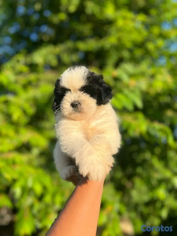 animales y mascotas - hermoso cachorrito shipoo macho  4
