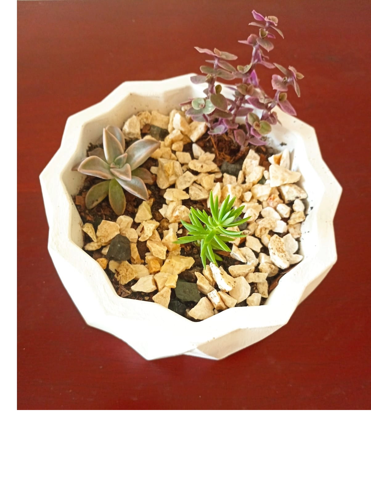 decoración y accesorios - Preciosas suculentas en delicados tarros. 9